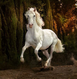 Tải hình ảnh con ngựa cài đặt hình nền đẹp nhất