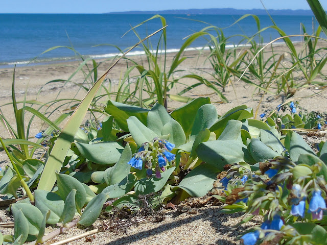 Мертензия приморская / Мертензия морская (Mertensia maritima)