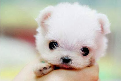 really cute puppy names Names dog boy cute puppy dogs name funny male
unique pet pets list boys puppies care animal bichon human starting