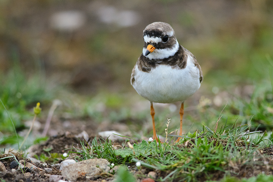 Liivatüll, Charadrius hiaticula, Common Ringed Plover, Great, Greater, tüll