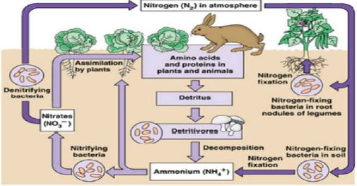 Gambar Daur nitrogen - Sumber: bioh.wikispaces.com