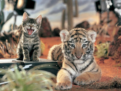 foto de gatito con tigre 