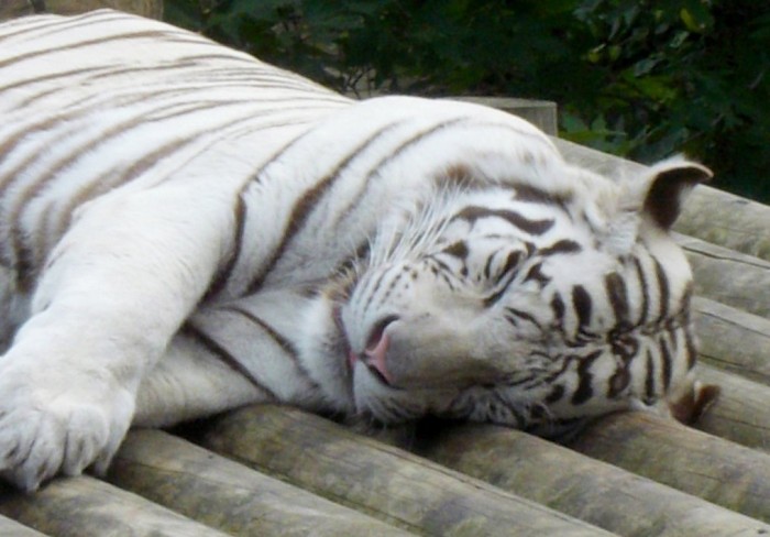 Gambar Harimau Putih Tidur Terbaru gambarcoloring