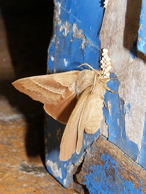 Fox moth Macrothylacia rubi ovipositing on a door. Indre et Loire. France. Photo by Loire Valley Time Travel.