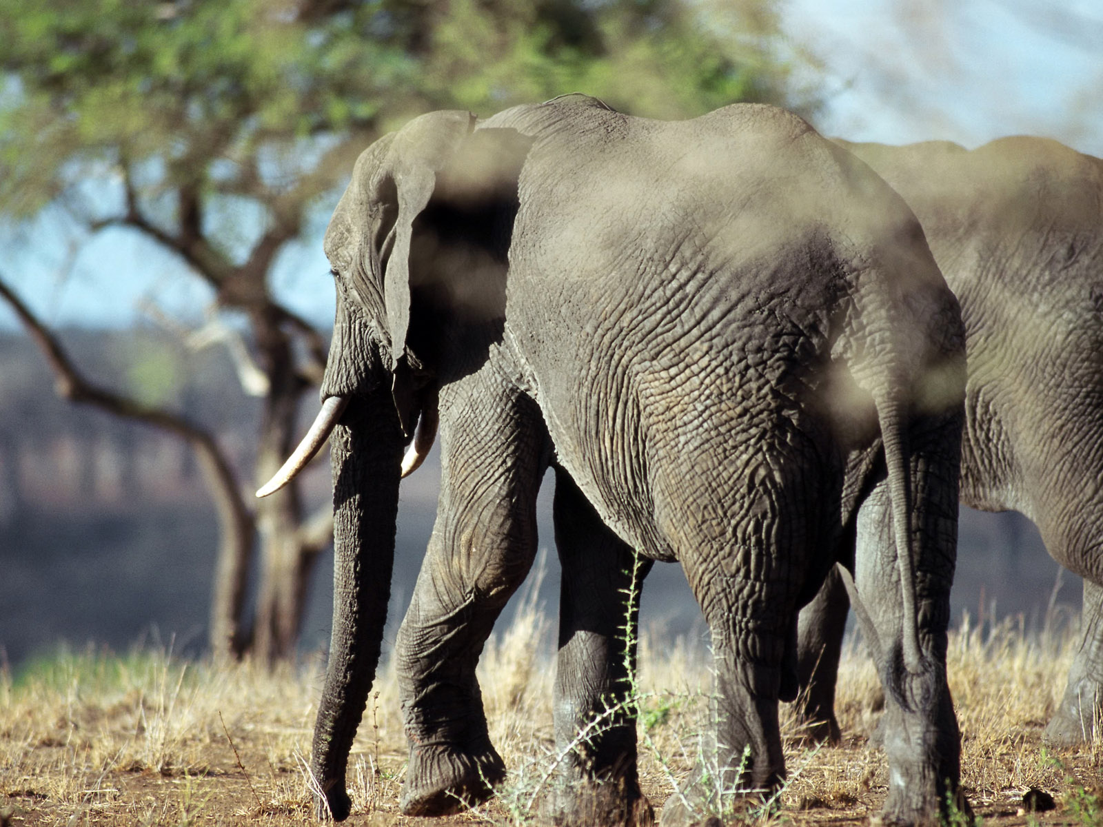  gambar  gajah  foto  gajah 
