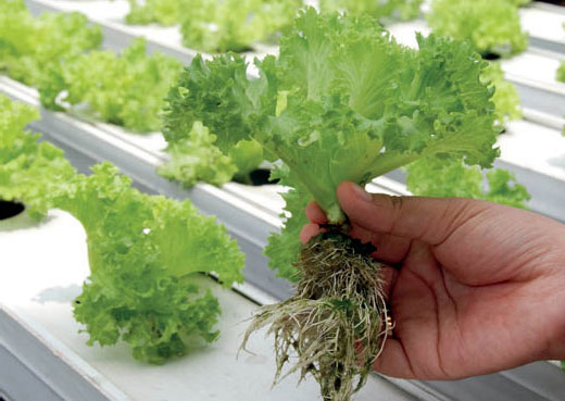 hydroponic gardening