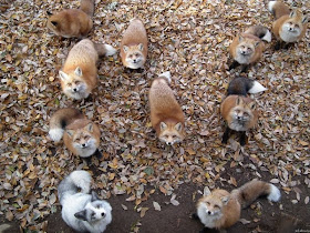 funny animal pictures, troop of foxes