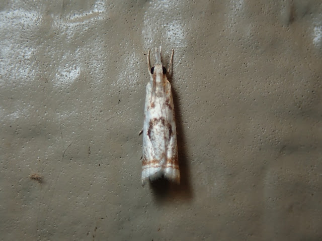 Microcrambus elegans