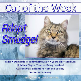 Cat of the Week: Smudge #baltimorehumane #catadoption #adoptme