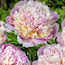 Gorgeous!! Madame Calot Peony