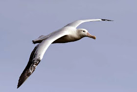 Wandering Albatross