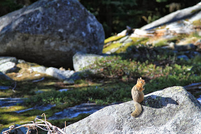 Chipmunks We Encountered on Our Climb to Colchuck Lake