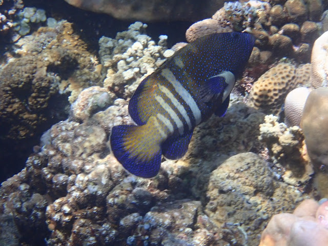 Cephalopholis argus