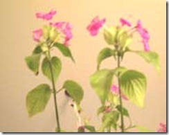 clip_image006