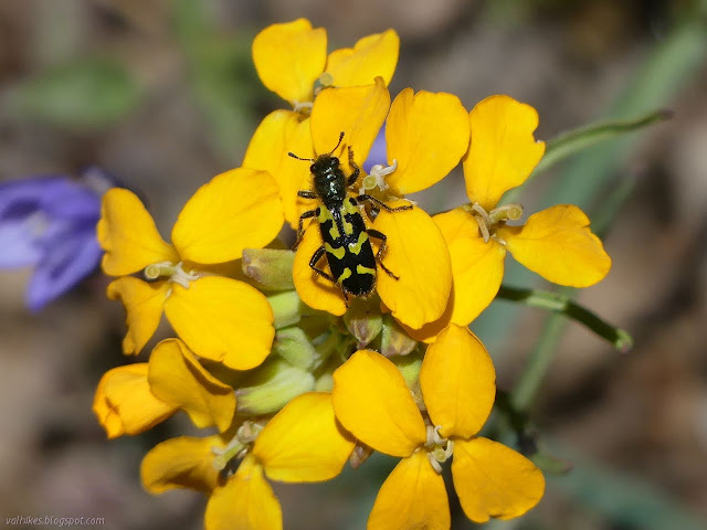 four lobed flowers in a ball with a bug on top