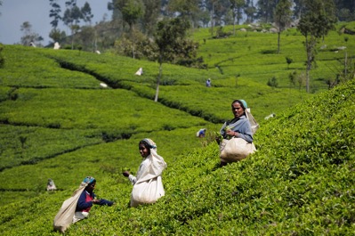 SriLanka TeaHarvest