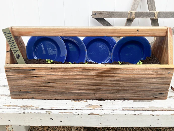 crate of blue plates and zinnias