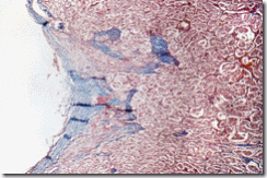 clip_image004
