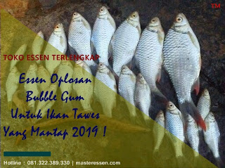 Essen Oplosan Bubble Gum Untuk Ikan Tawes