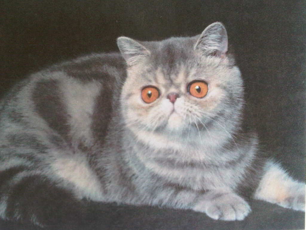 Prabu Cattery 10 Fakta Menarik Kucing Exo Si Kucing Persia