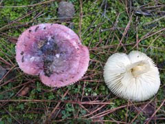 Russula fragilis