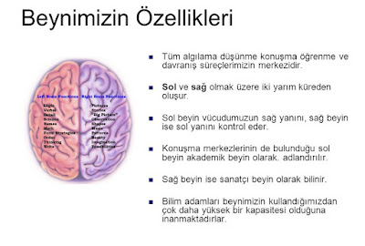 Sağ Ve Sol Lobların İşlevleri, Nitelikleri.....