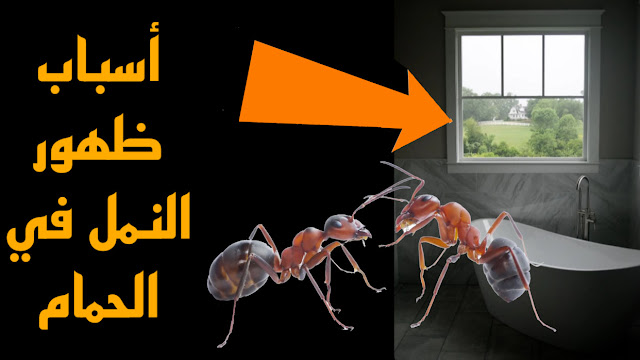 ظهور النمل في البيت فجأة عالم حواء