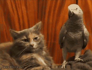 papagaio parece que ameaça gato