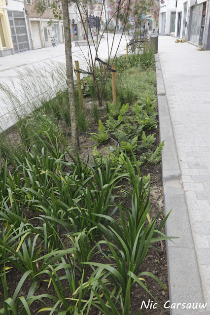 Plantenbak in de OLV-straat (aangeplant)