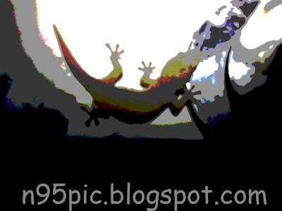 photoshop effect,photoshop,photography effect,lizard,animals