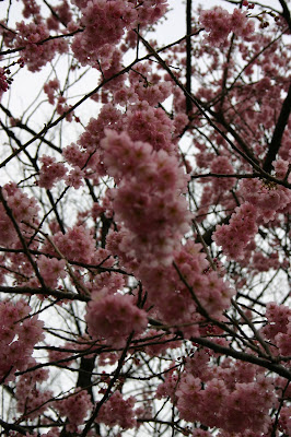 Sakura blossoms