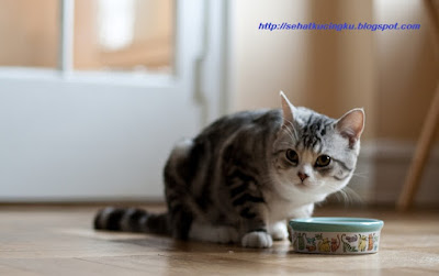 resep membuat makanan kucing, menu makanan kucing, menu hemat makanan kucing, makanan murah untuk kucing, resep makanan murah untuk kucing, makanan sehat kucing