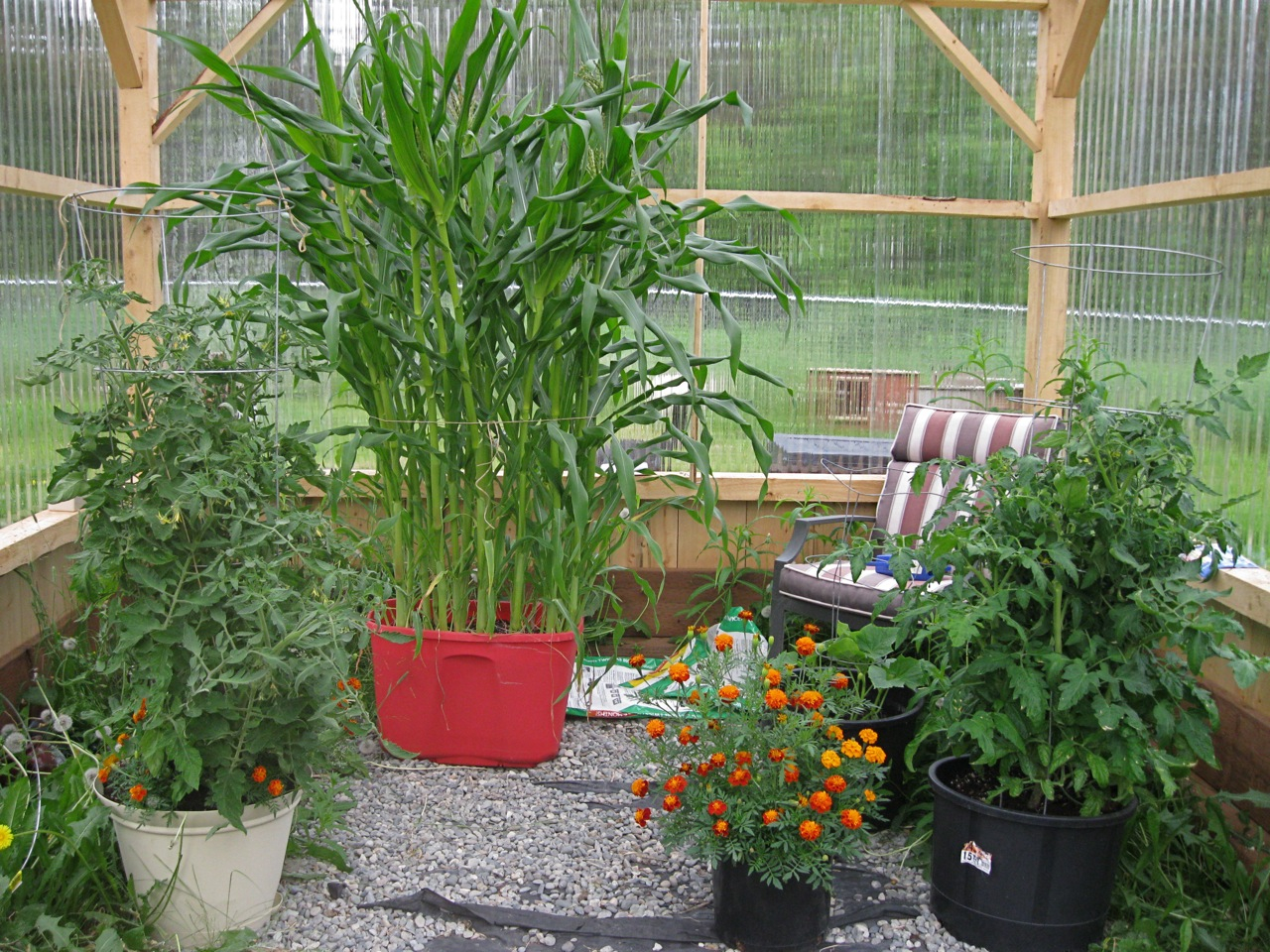 timber frame greenhouse