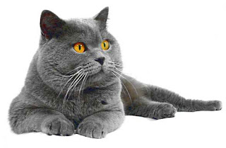 british shorthair cat kitten pussy mace macka kat kass katze gato con kissa pets Haustiere huisdieren animaux de compagnie kucni ljubimci augintiniai