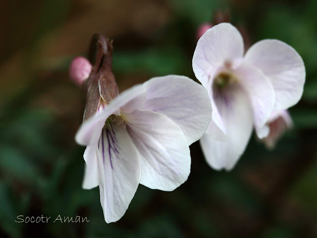 Viola eizanensis