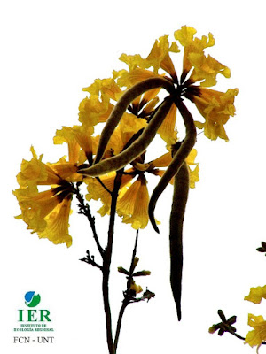 Lapacho amarillo (Handroanthus ochraceus) flores