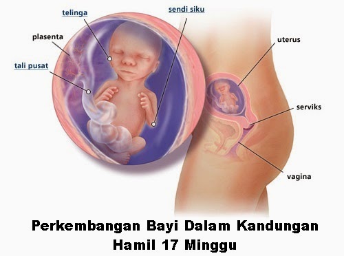 Perkembangan bayi dalam kandungan hamil 17 minggu, perkembangan fetus bayi ibu hamil 17 minggu, hamil minggu ketujuh belas mengandung, hamil mengandung 4 bulan trimester kedua, tanda hamil usia 17 minggu, kondisi keadaan ibu hamil umur kandungan minggu ke 17 trimester 2, bila tarikh mengandung, gambar bayi fetus 17 minggu, vitamin ibu hamil pil hematinik, asid folik, vitamin B kompleks, vitamin C, pil zat besi (ferrous fumarate)