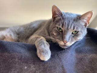 A grey cat who looks very relaxed.