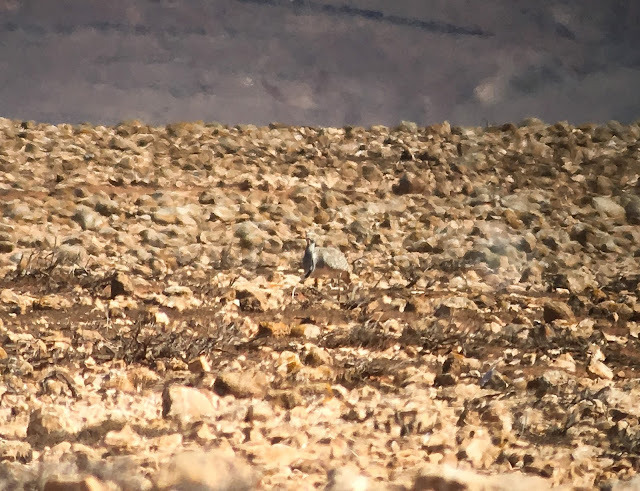 Houbara Bustard - Embalse de los Molinos, Fuerteventura