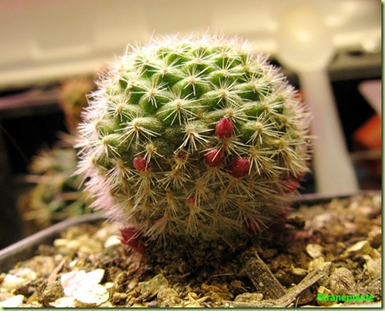 rebutia minuscula fioritura da seme