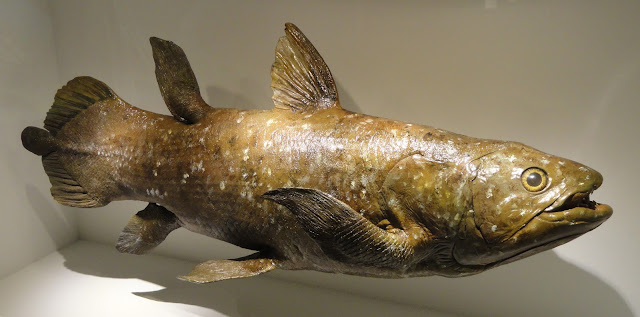 Coelacanth,كويلاكانث ,سمكة,الكهوف,البحار,الأحفورة,إنقراض