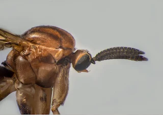 Mycetophilidae