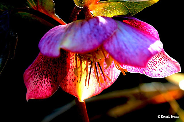 Frühling Christrose Lenzrose