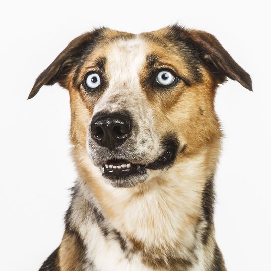 Cute canine portraits by Barbara O'Brien, Dog Face