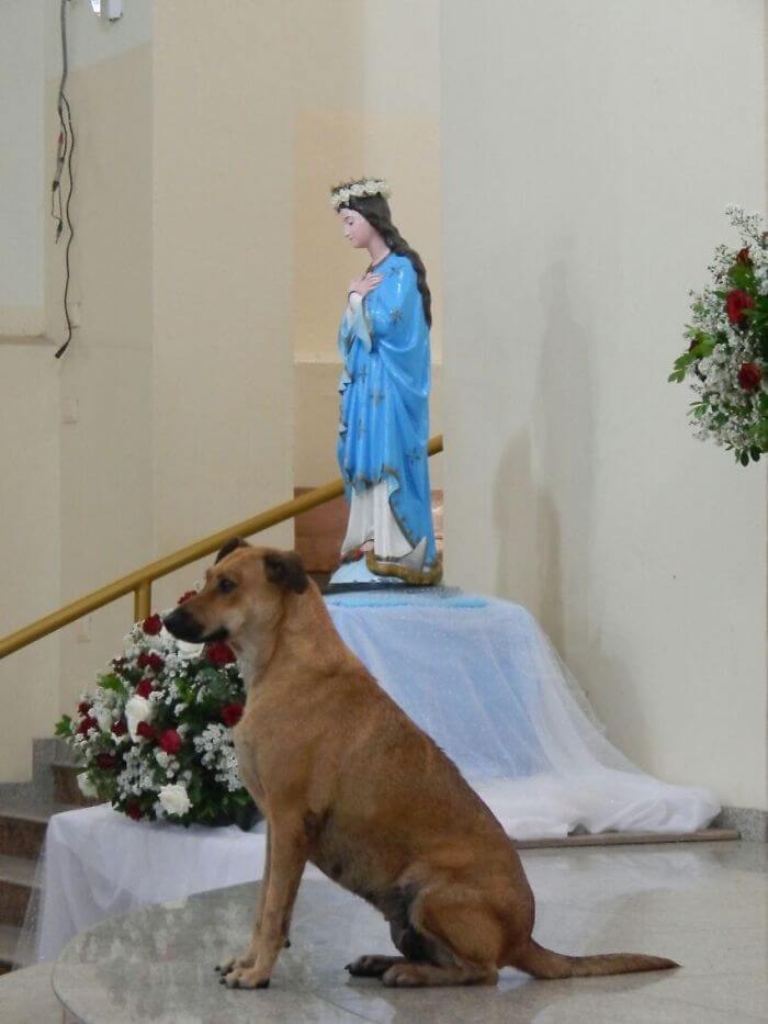 Compassionate Priest Invites Stray Dogs To His Service So They Can Find New Families