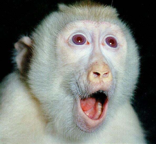 Albino Macaque