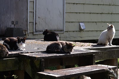 several feral cats at feeding time