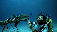 Marine Biologist Job