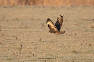 Wildlifefotografie Naturfotografie Lippeaue Olaf Kerber