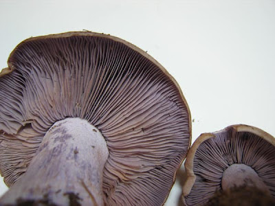 lepista nuda, the blewitt wild foraged mushroom